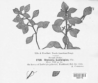 Image of Melanops ludwigiae